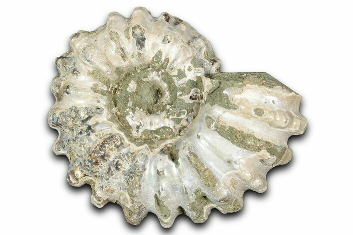 Bumpy Ammonite (Douvilleiceras) Fossil - Madagascar #343831